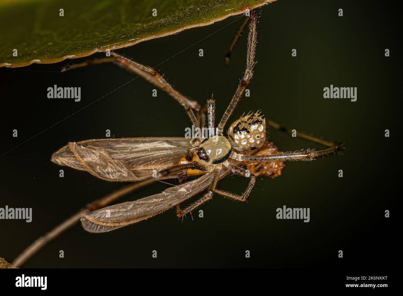 Small Male Mirrorball Spider of the Genus Thwaitesia preying on a