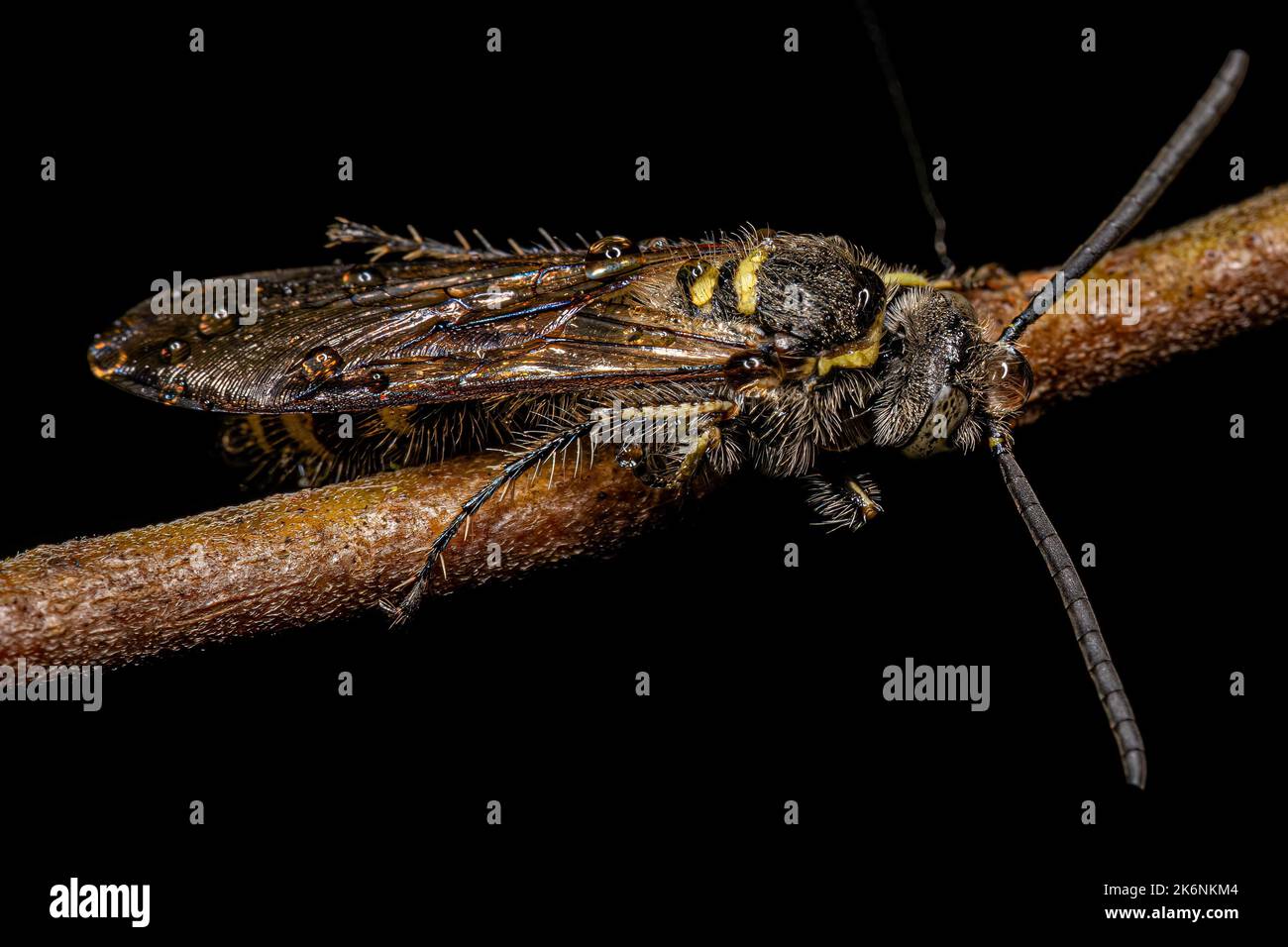 Adult Scoliid Wasp of the Subfamily Campsomerinae Stock Photo