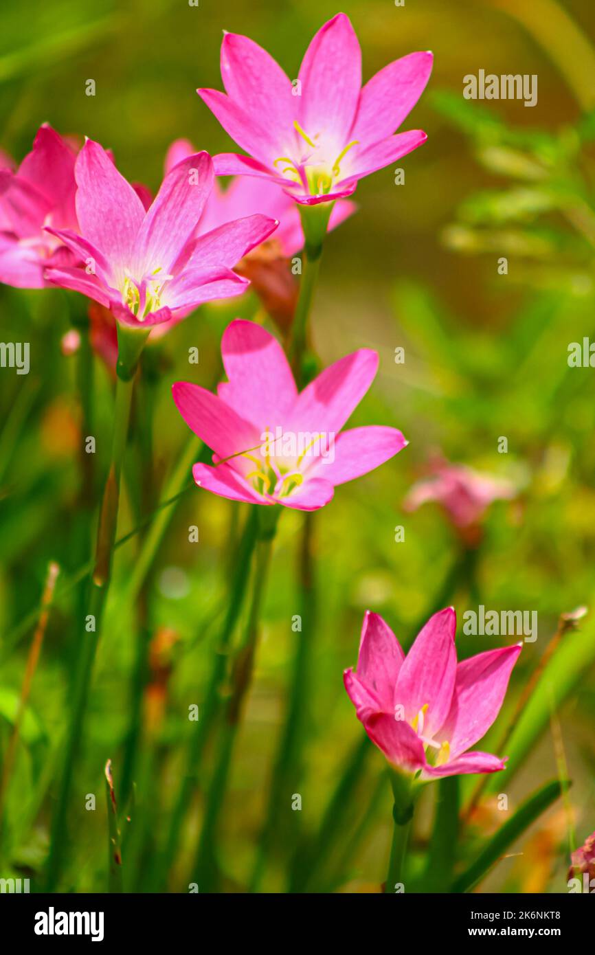 Pink Rain Lilies also known as rosy rain lily  blooming in sunny garden Stock Photo