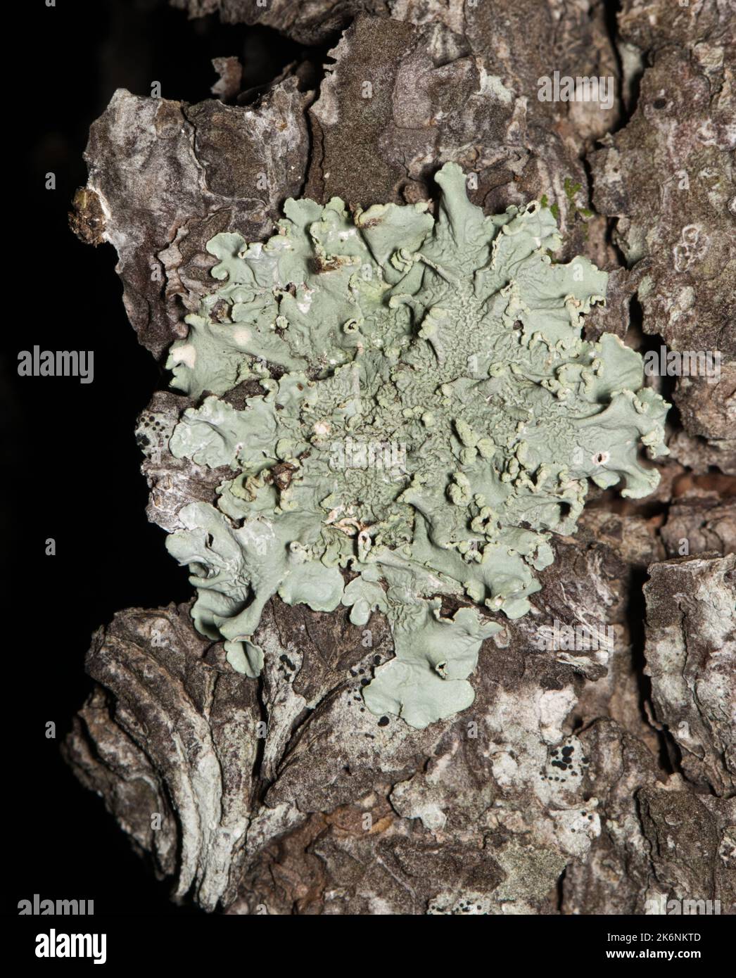 Common Greenshield Lichen (Flavoparmelia caperata) growing on a pine tree at night. Composite organisms unrelated to plants that are found worldwide. Stock Photo