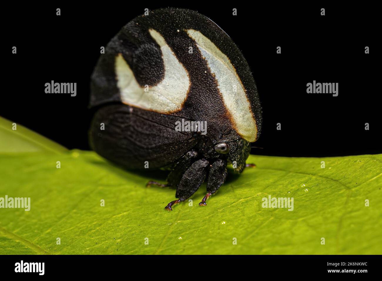 Adult Blackandwhite Treehopper of the species Membracis