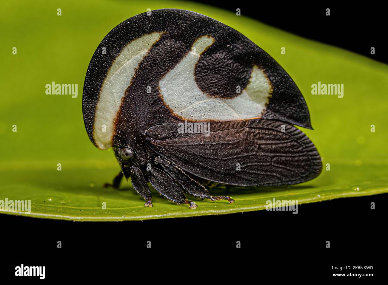 Adult Blackandwhite Treehopper of the species Membracis