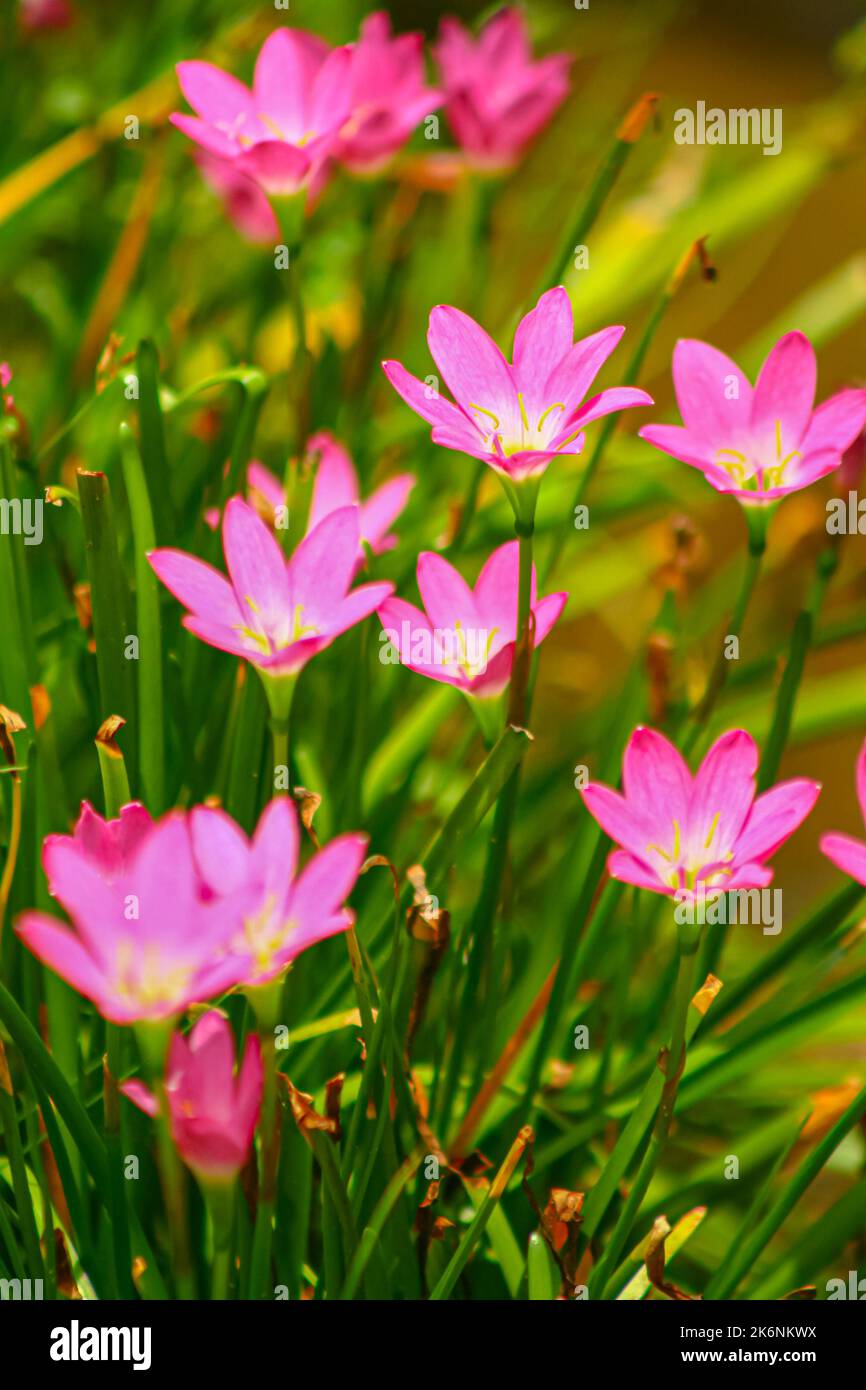 Pink Rain Lilies also known as rosy rain lily  blooming in sunny garden Stock Photo