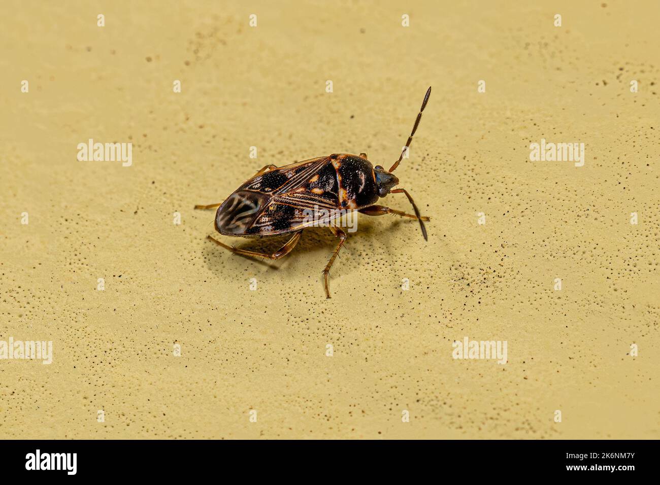 Dirt colored seed bugs hi-res stock photography and images - Alamy