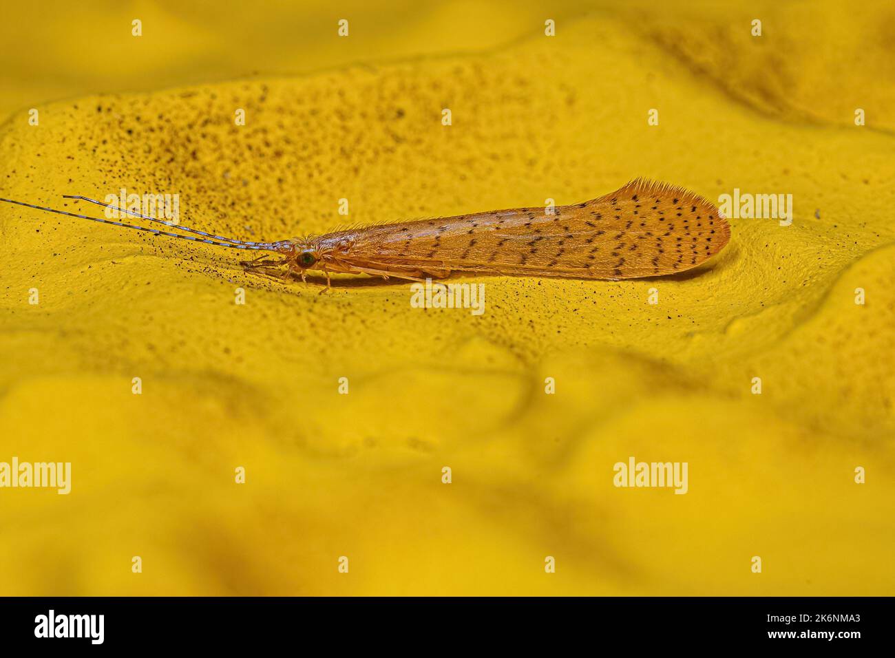 Adult Caddisfly Insect of the Genus Nectopsyche Stock Photo Alamy