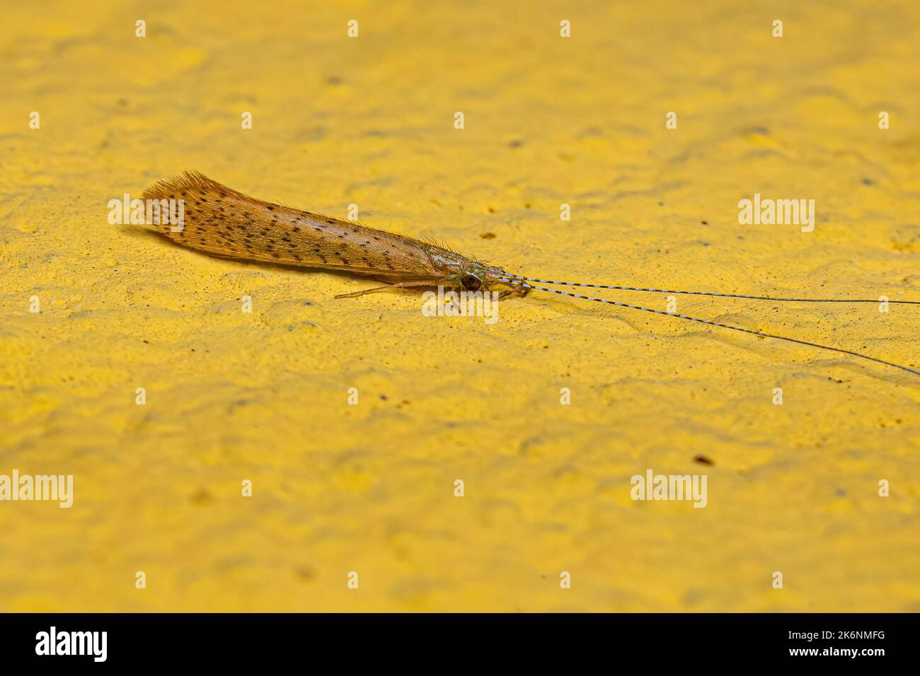 Adult Caddisfly Insect of the Genus Nectopsyche Stock Photo Alamy