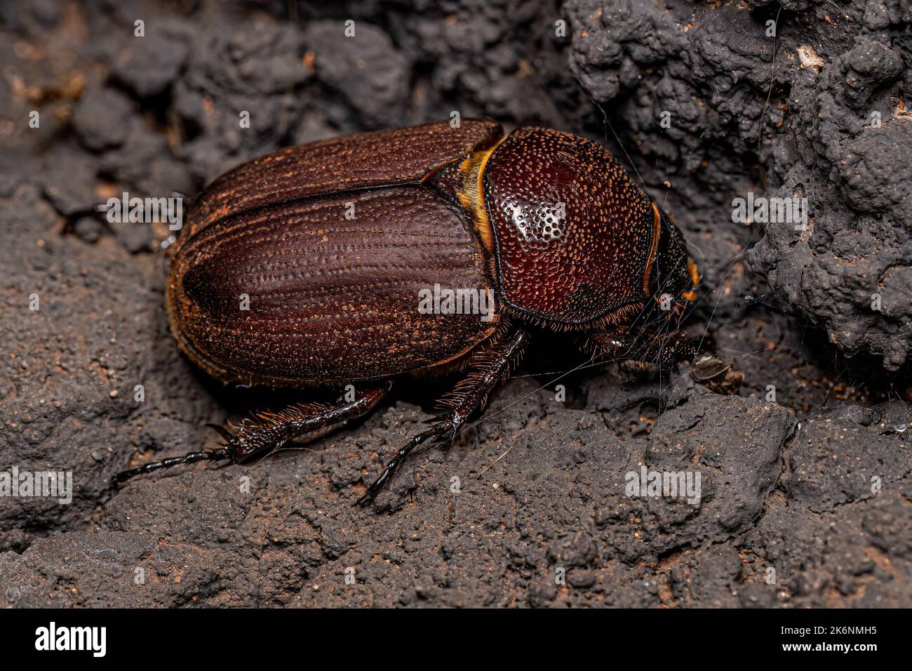 Adult Rhinoceros Beetle of the Subfamily Dynastinae Stock Photo