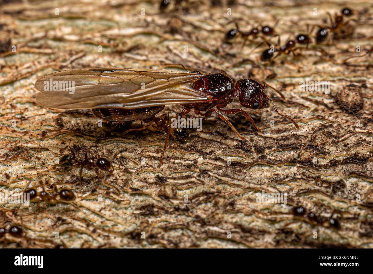 Adult Female Big-headed Ants of the Genus Pheidole Stock Photo - Alamy