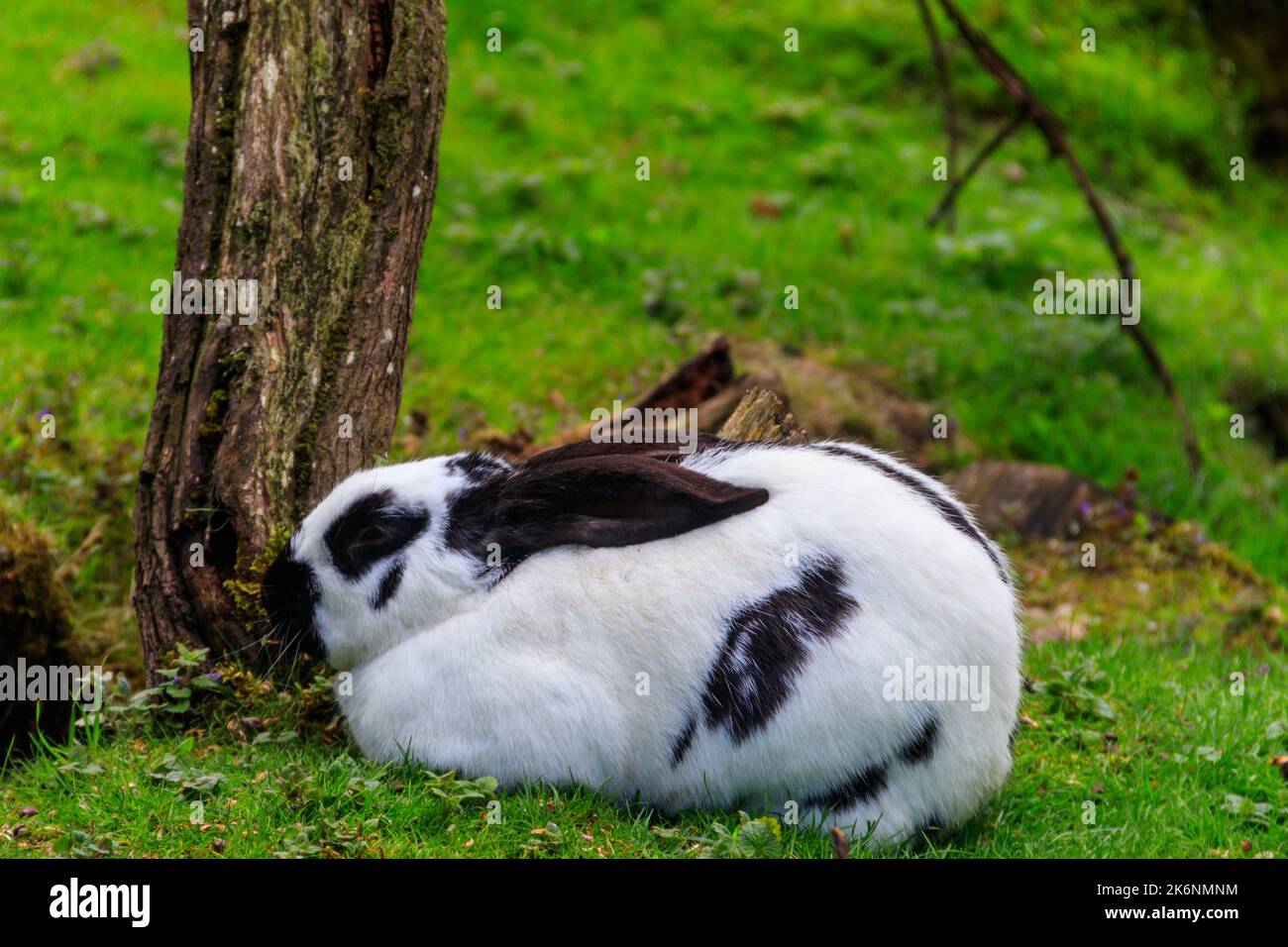 Rabbit in green grass field hi-res stock photography and images - Alamy
