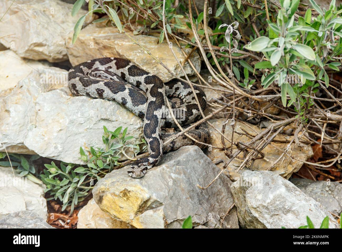 Ottoman viper, rock viper, coastal viper (Montivipera xanthina) Stock Photo