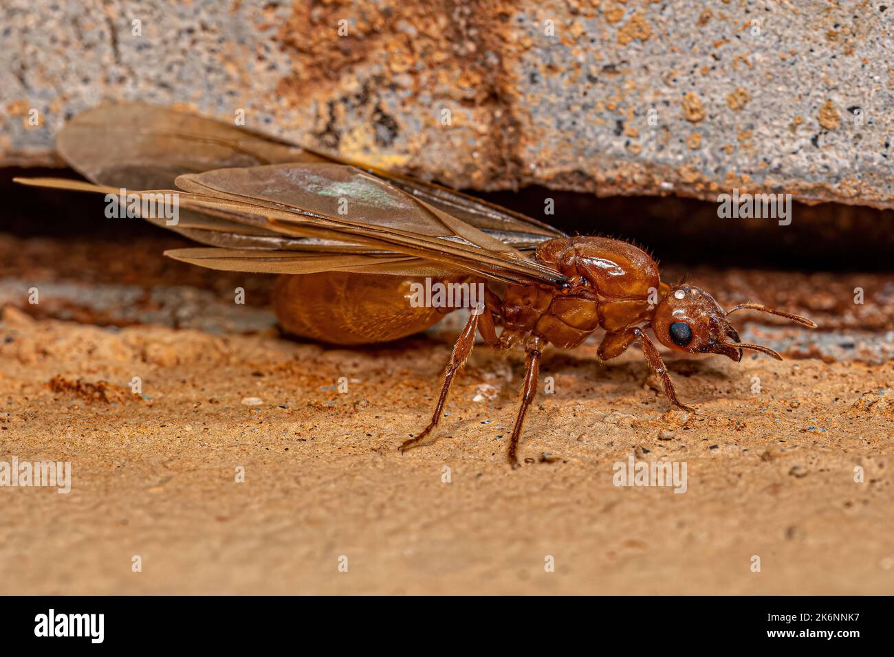 Adult Female Winged Thief Queen Ant of the Genus Carebara Stock Photo