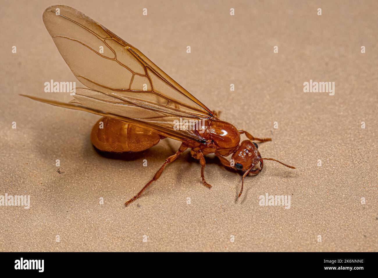 Adult Female Winged Thief Queen Ant of the Genus Carebara Stock Photo