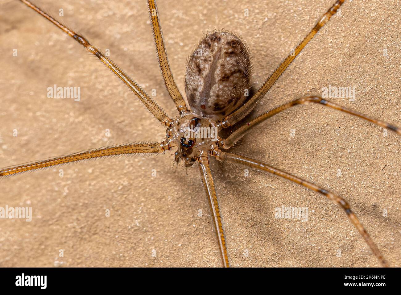 Adult Female Short-bodied Cellar Spider of the species Physocyclus globosus Stock Photo