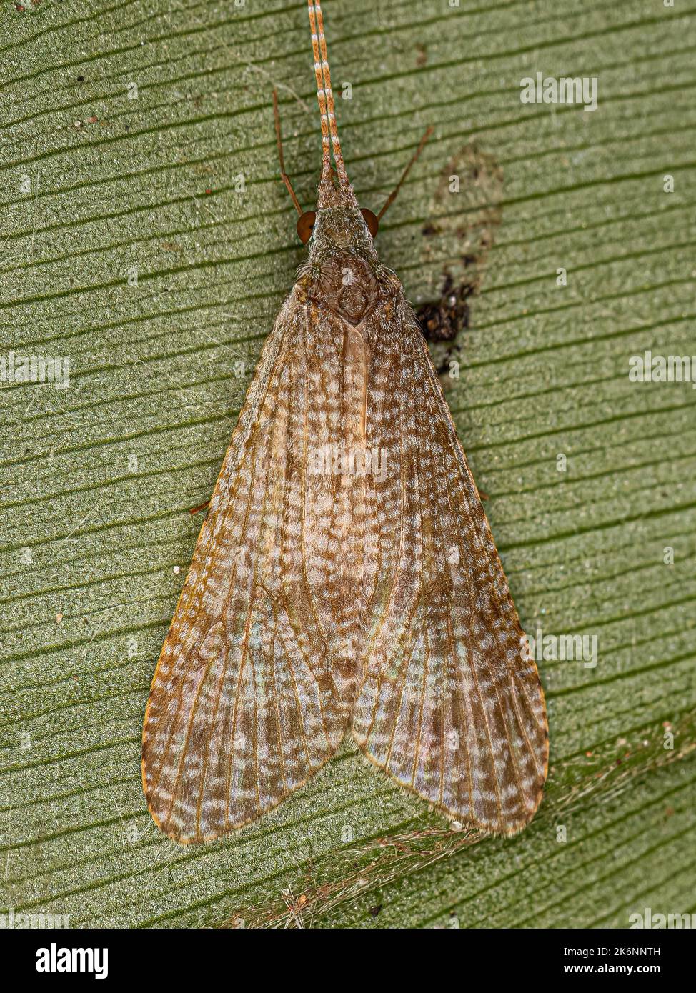 Adult Caddisfly Insect of the Genus Leptonema Stock Photo Alamy