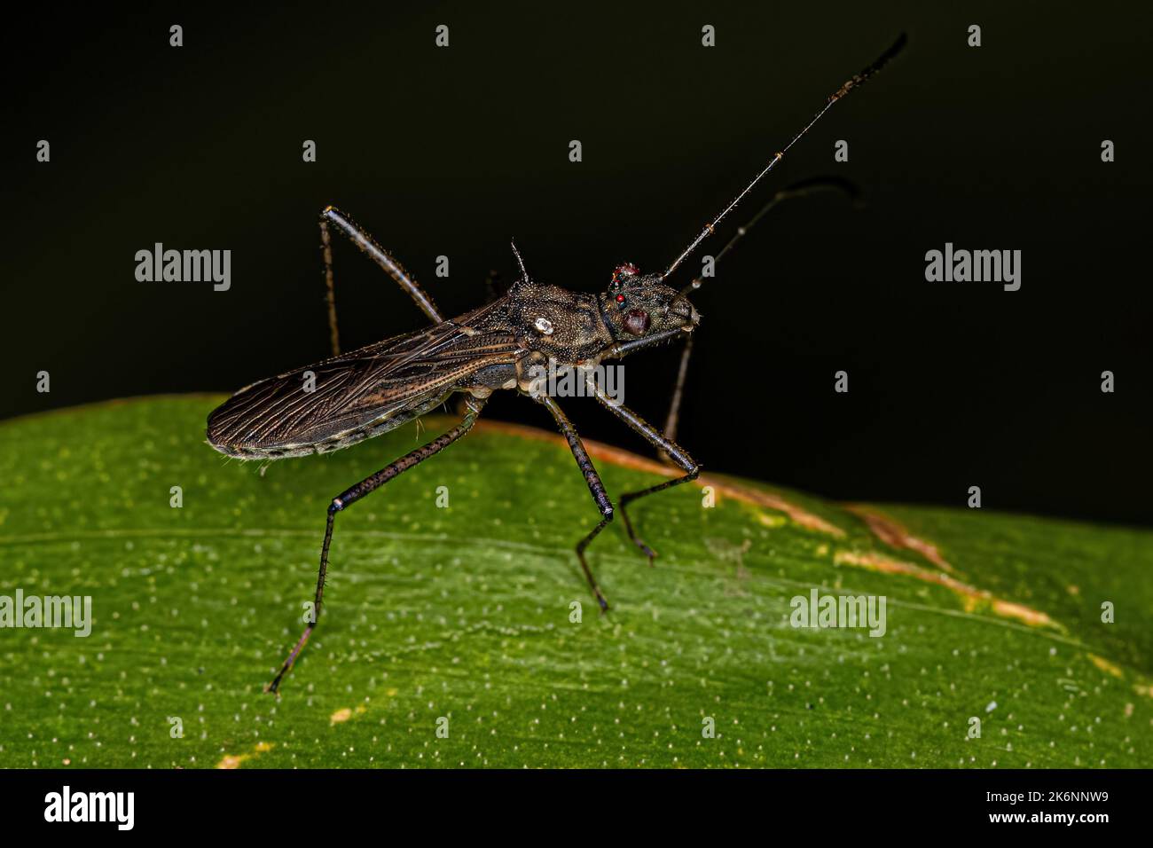 Adult Broad-headed Bug of the family Alydidae Stock Photo