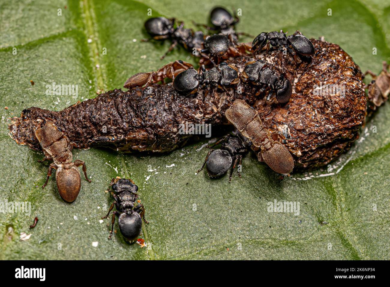 Adult Turtle Ants of the genus Cephalotes eating feces on a leaf Stock Photo