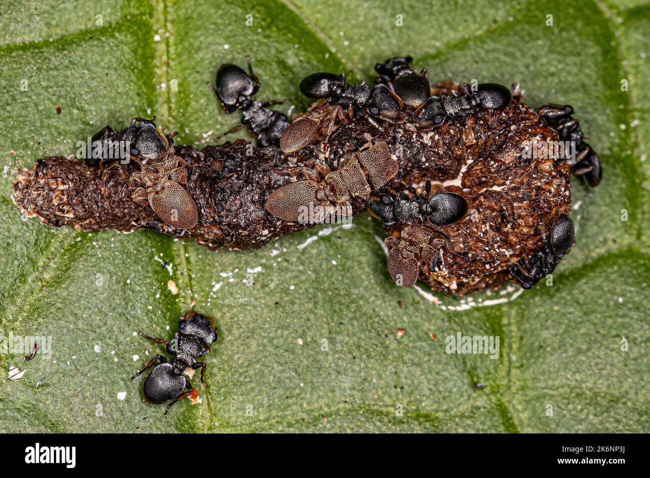 Adult Turtle Ants of the genus Cephalotes eating feces on a leaf Stock Photo