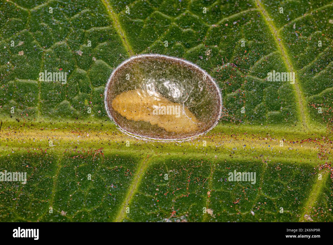 Translucent Bug Larvae Transparent dome hi-res stock photography and images - Alamy