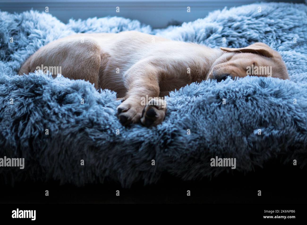 Labrador puppy sleeping in dog bed Stock Photo Alamy
