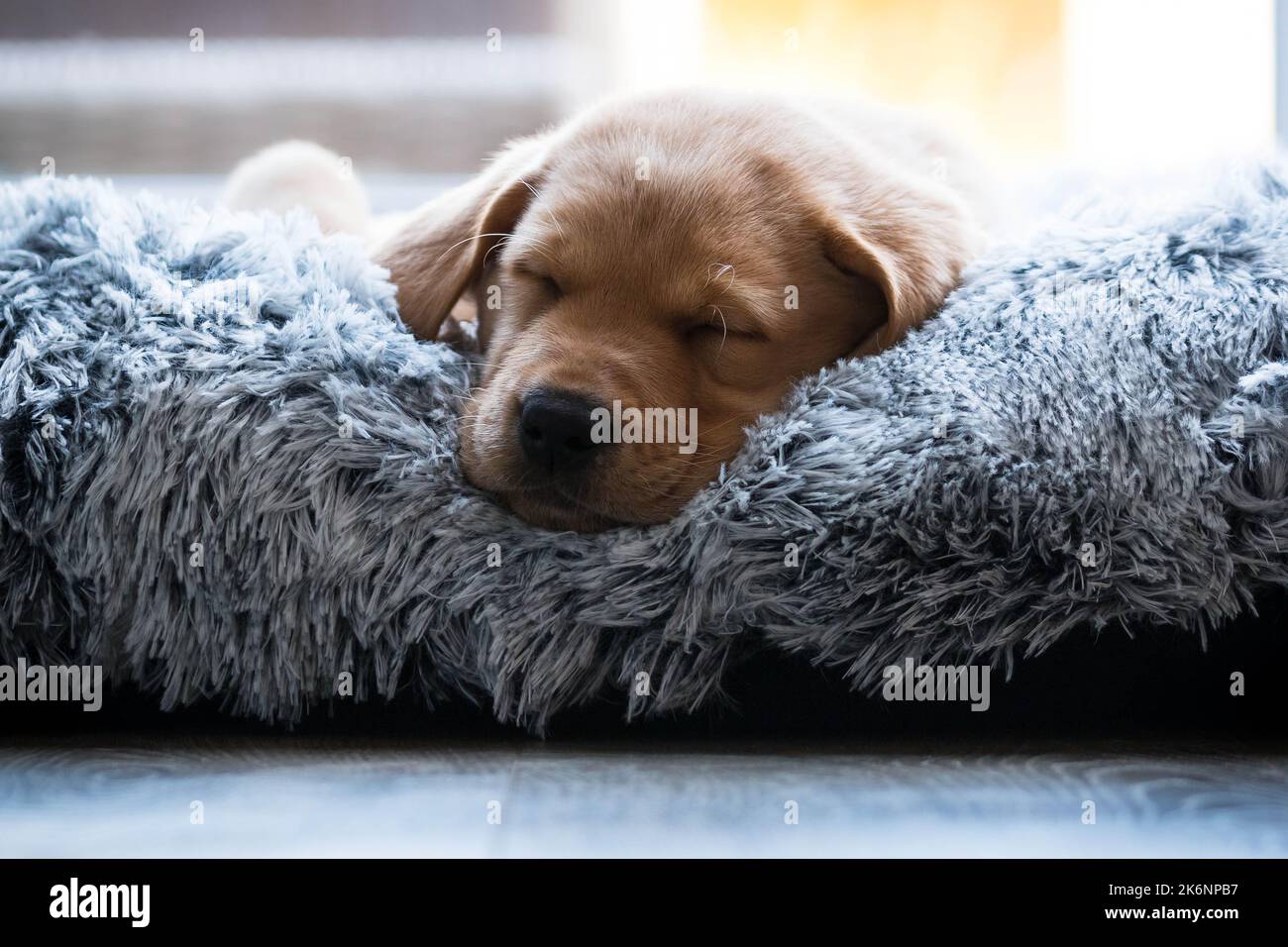 Labrador puppy sleeping in dog bed Stock Photo Alamy