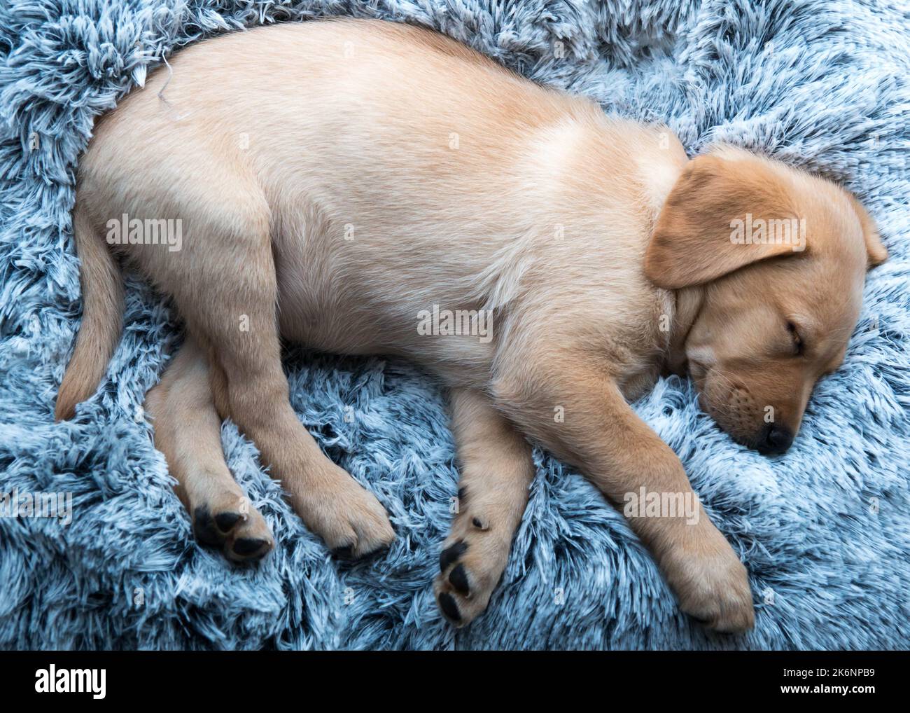 Labrador puppy sleeping in dog bed Stock Photo Alamy
