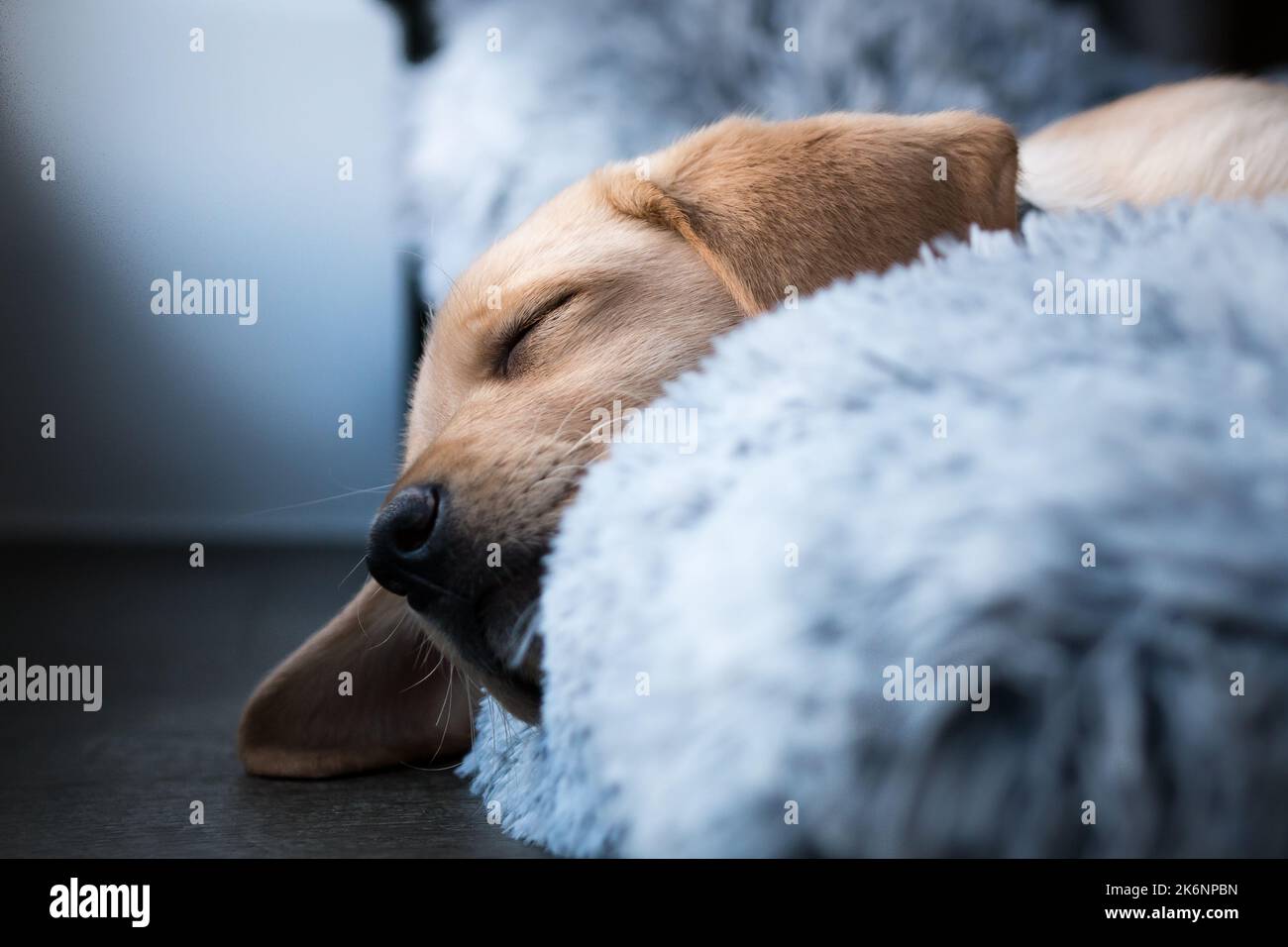 Labrador puppy sleeping in dog bed Stock Photo Alamy