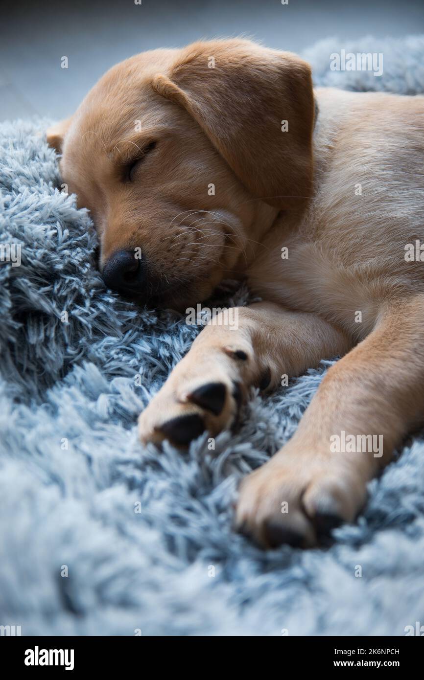 Labrador puppy sleeping in dog bed Stock Photo Alamy
