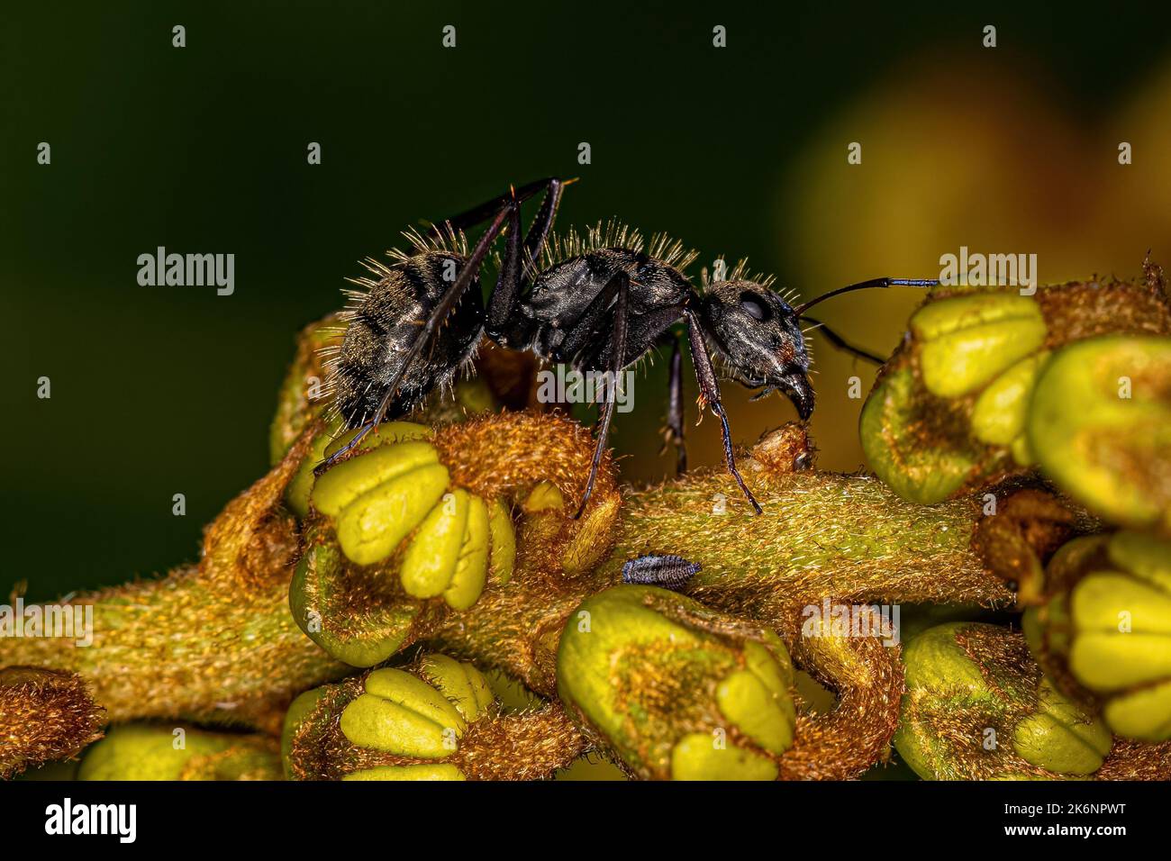 Adult Female Carpenter Ant of the genus Camponotus Stock Photo