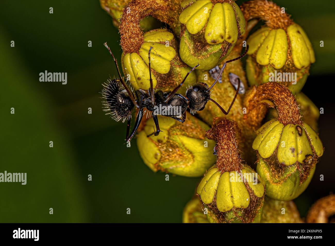 Adult Female Carpenter Ant of the genus Camponotus Stock Photo