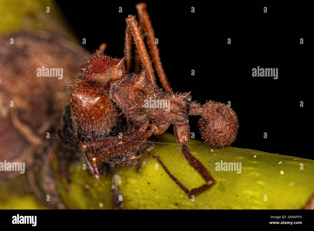 Dead Adult Atta Leaf-cutter Ant of the Genus Atta killed by zombie fungus Stock Photo