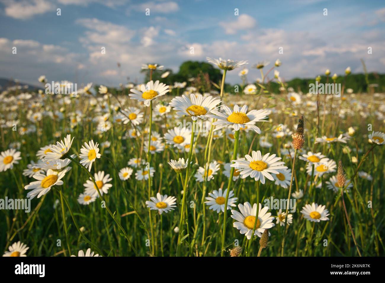Spring daisy flowers in mountain meadow. Beautiful landscapes Stock ...