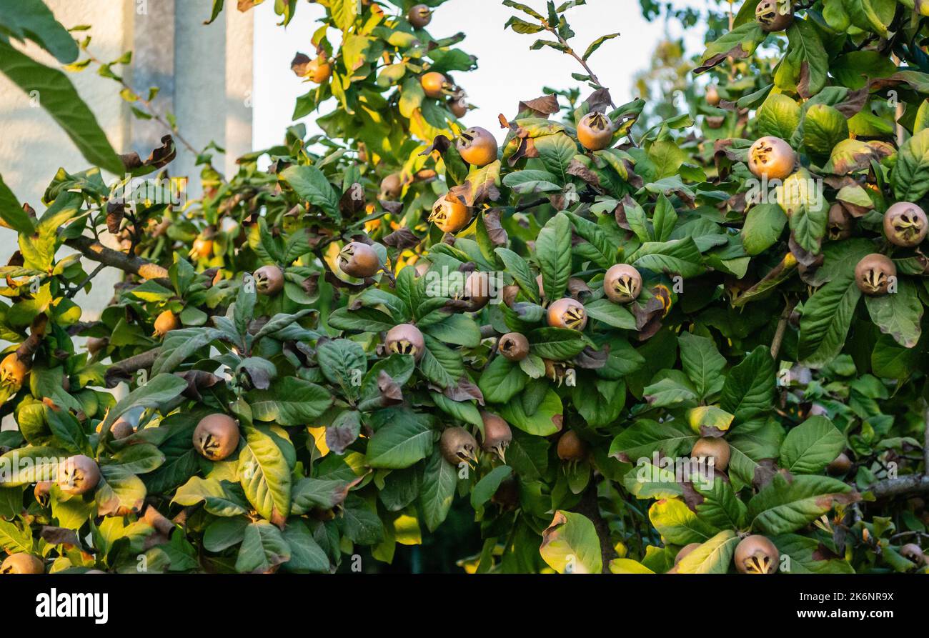 Medlar fruits on a branch. Ripe medlar fruits in the crown of the tree on the branches. Stock Photo