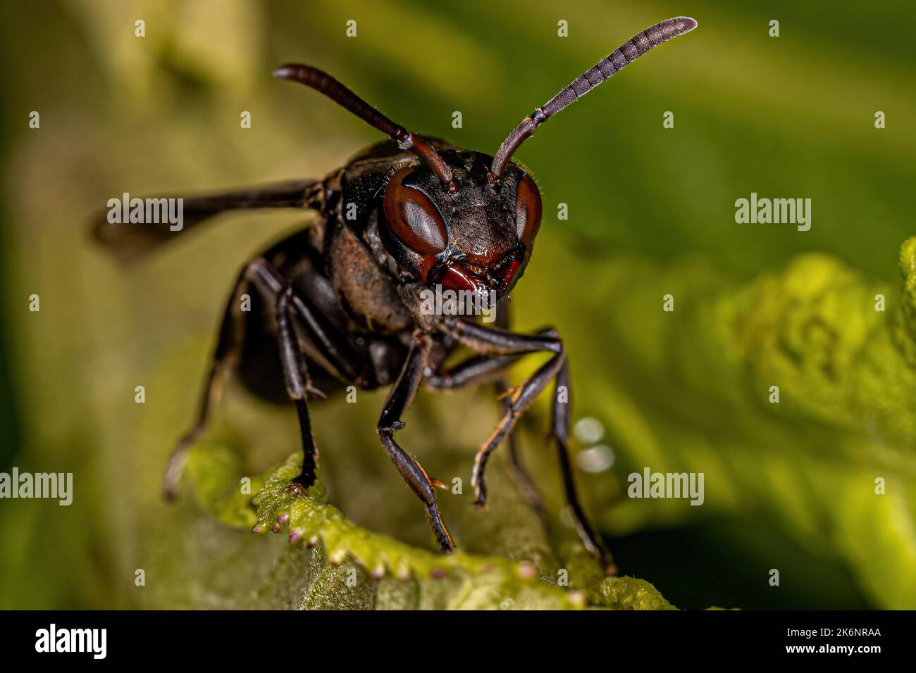 Adult Umbrella Paper Wasp of the Genus Polistes Stock Photo