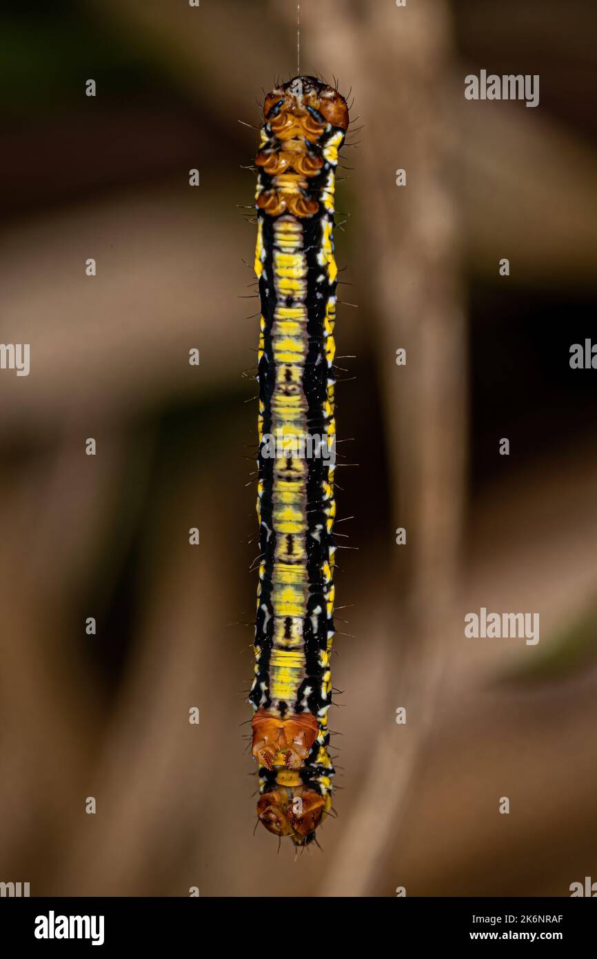 White-tipped Black Butterfly Caterpillar of the species Melanchroia chephise Stock Photo