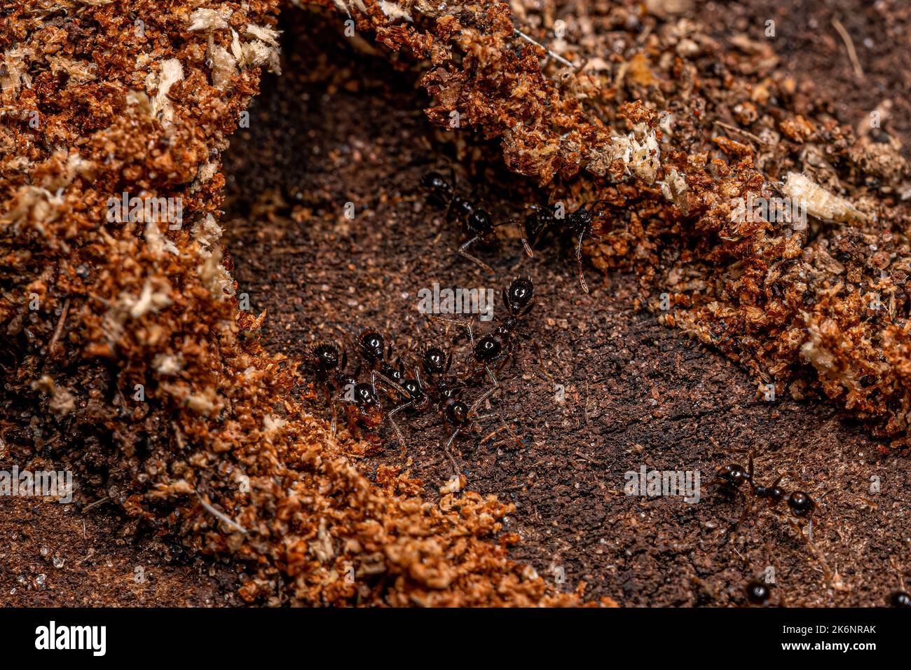 Adult Female Big-headed Ants of the Genus Pheidole Stock Photo - Alamy