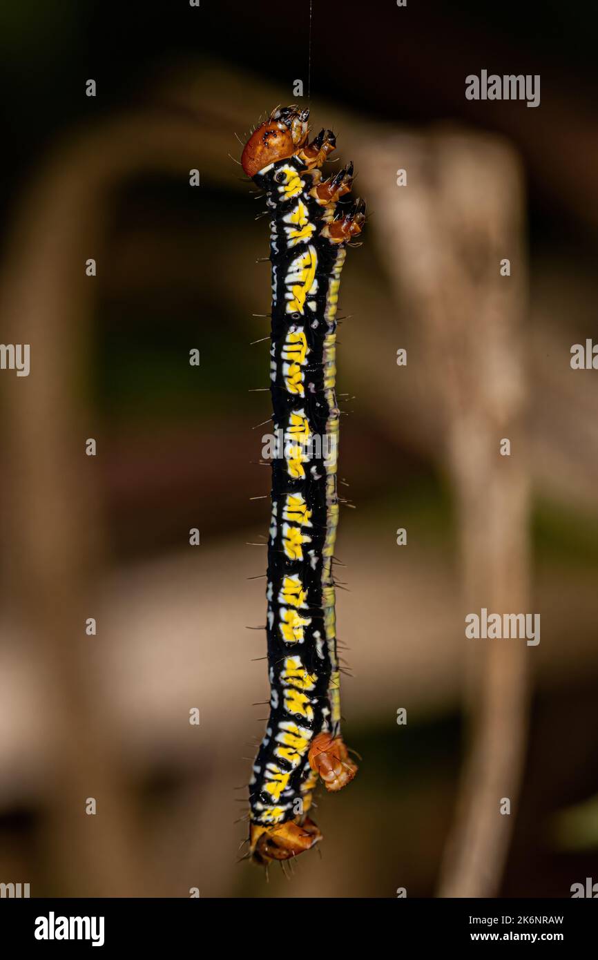 White-tipped Black Butterfly Caterpillar of the species Melanchroia chephise Stock Photo