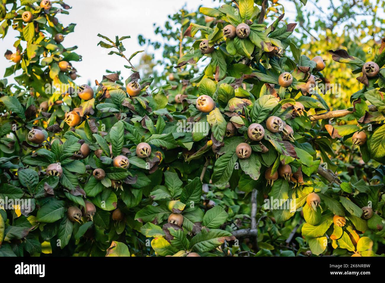 Medlar fruits on a branch. Ripe medlar fruits in the crown of the tree on the branches. Stock Photo