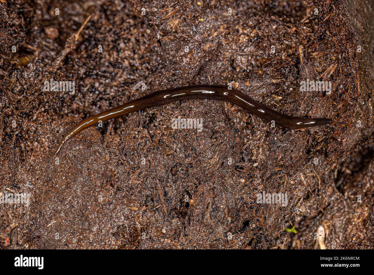 Neotropical Land Planarian of the Family Geoplanidae Stock Photo