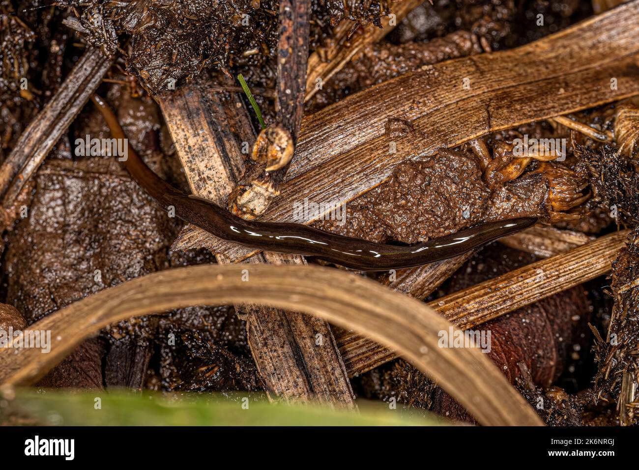 Neotropical Land Planarian of the Family Geoplanidae Stock Photo