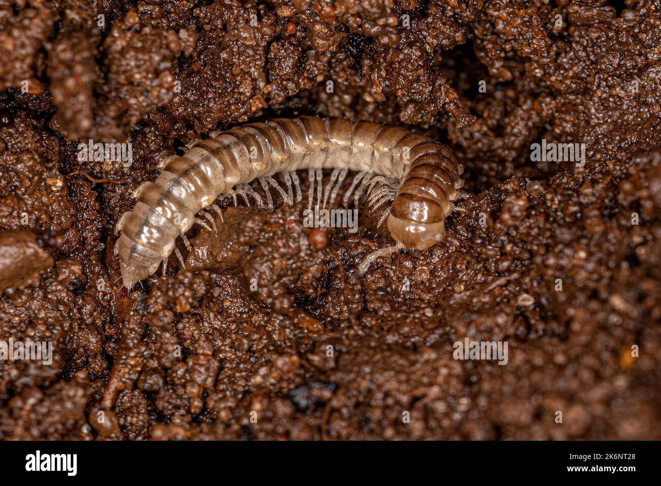 Small Long flange Millipede of the Family Paradoxosomatidae Stock Photo