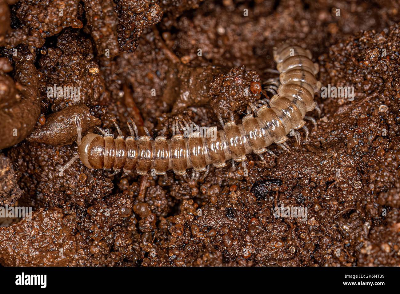 Small Long flange Millipede of the Family Paradoxosomatidae Stock Photo
