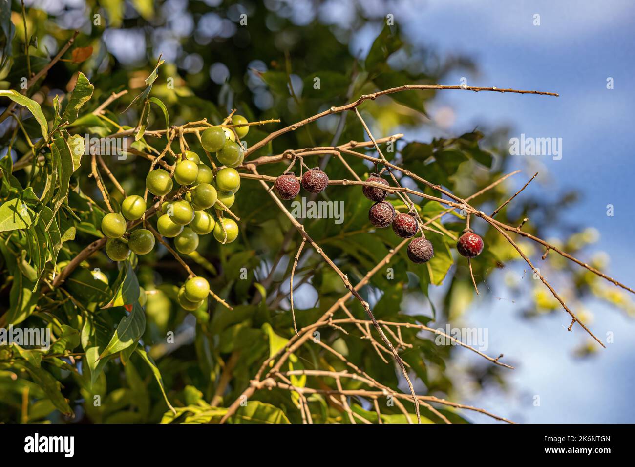 Wingleaf Soapberry Fruits of the species Sapindus saponaria with selective focus Stock Photo