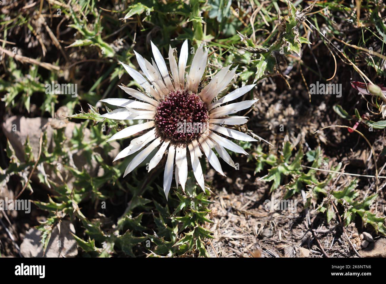 stemless carline thistle or silver thistle in alpine summer Stock Photo