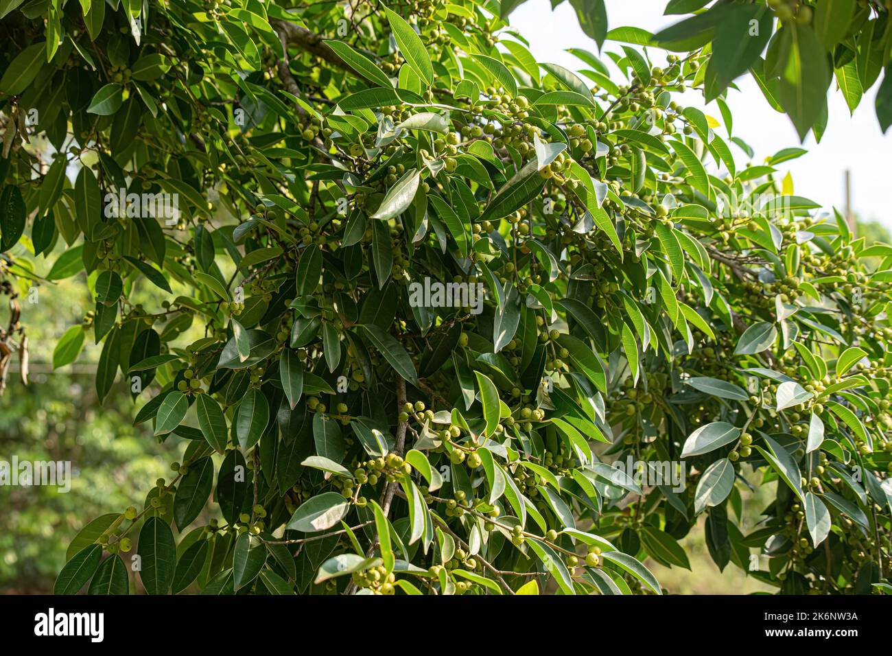angiosperm fig tree of the genus ficus Stock Photo - Alamy
