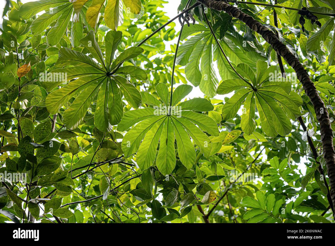 Pumpwood plant leaves of the species Cecropia pachystachya Stock Photo