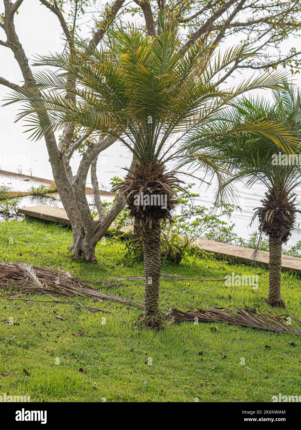 Pygmy Date Palm Tree of the species Phoenix roebelenii Stock Photo
