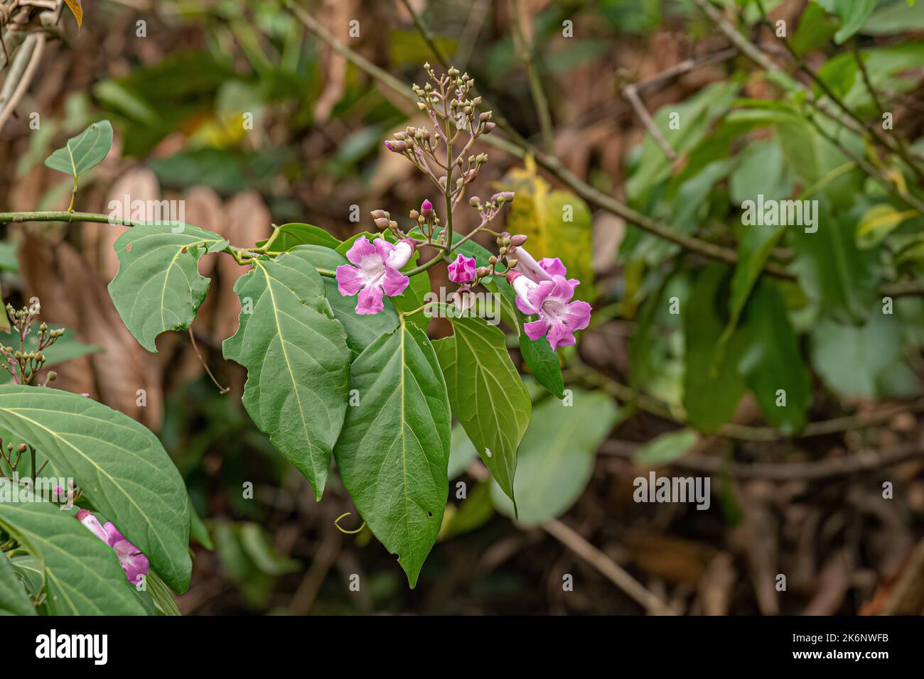 Flowering Angiosperm Plant of the species Tanaecium dichotomum Stock Photo