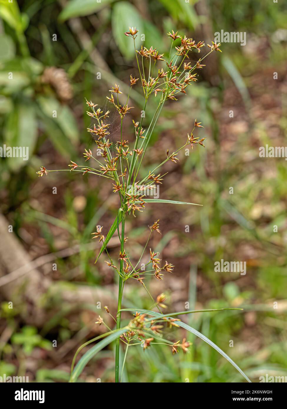 Sedges Angiorperm Plant of the Family Cyperaceae Stock Photo