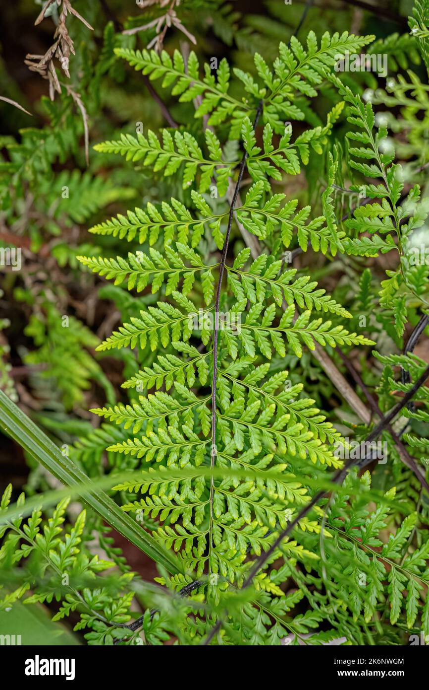 Silverback Fern Leaves of the Genus Pityrogramma Stock Photo