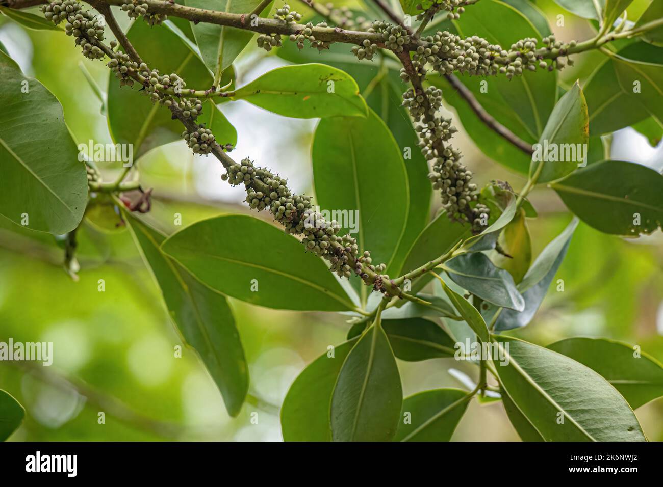 Colicwood Angiosperm Tree of the Genus Myrsine Stock Photo